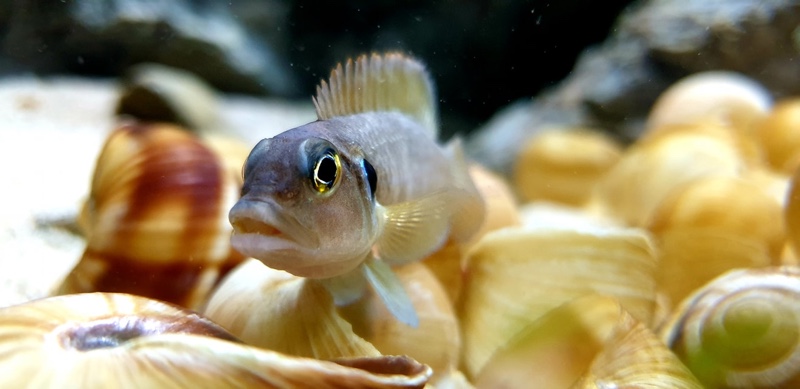 Lamprologus ocellatus 'Isanga Bay'